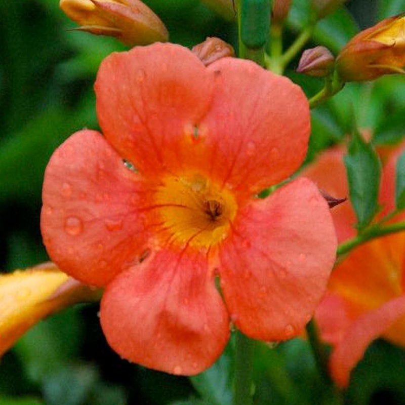 Bignonia ‘Tangerine’ – Tangerine Trumpet Flower – 5 Gallon