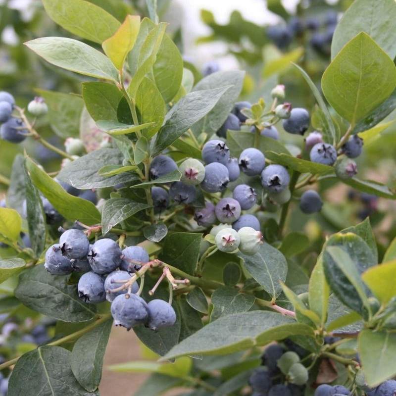 Blueberry ‘Jubilee Midseason’ – #2 Gallon