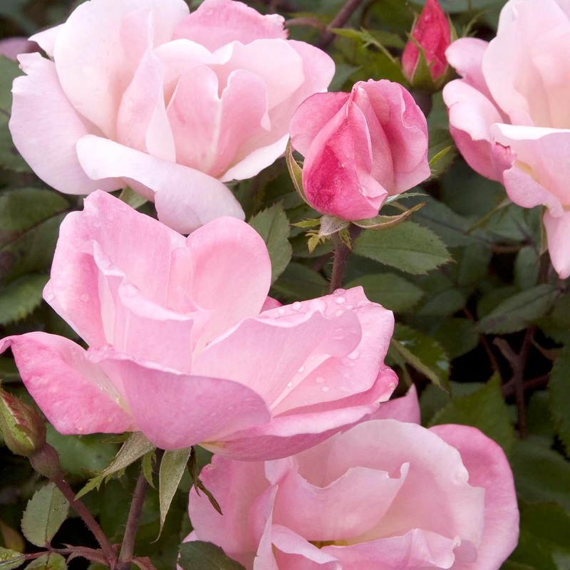 Blushing Knock Out – 2 Gallon