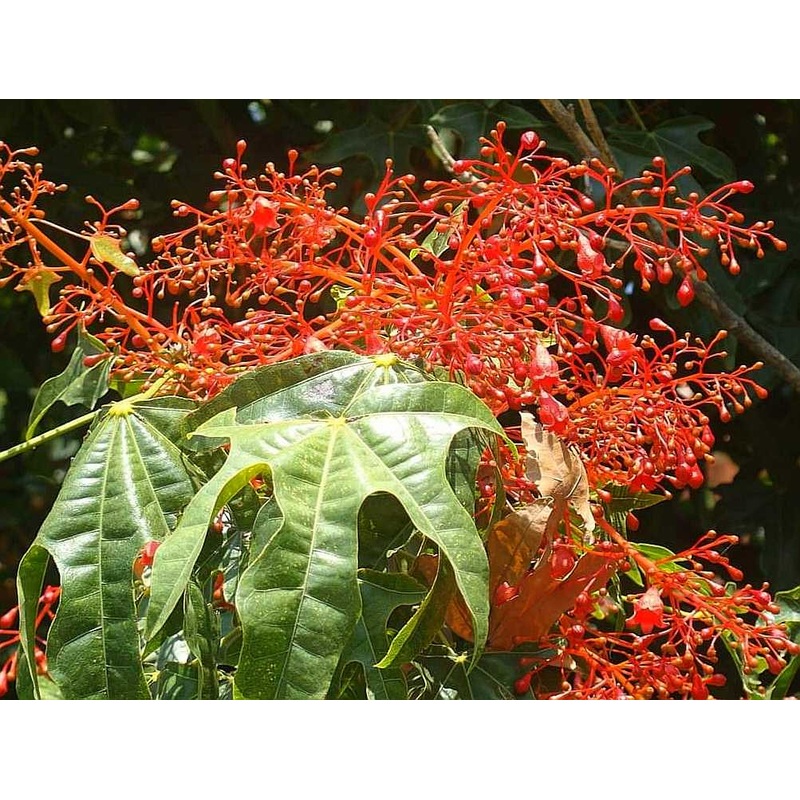 Brachychiton acerifolius – Illawarra flame Flame Tree