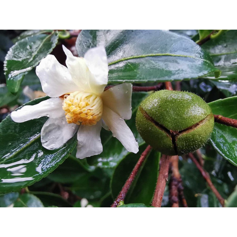 Camellia brevistyla – Autumn Camellia