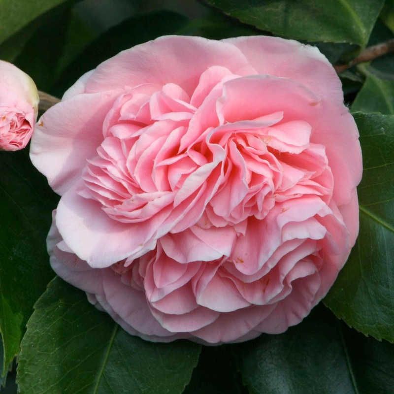 Camellia ‘Debutante’ – Debutante Camellia – 7 Gallon