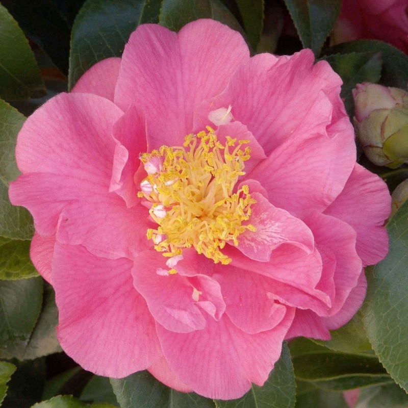 Camellia ‘Kumasaka’ – Kumasaka Camellia – 5 Gallon