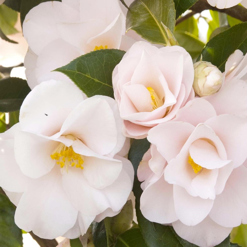 Camellia ‘Magnoliaeflora’ – Magnoliaeflora Camellia – 5 Gallon
