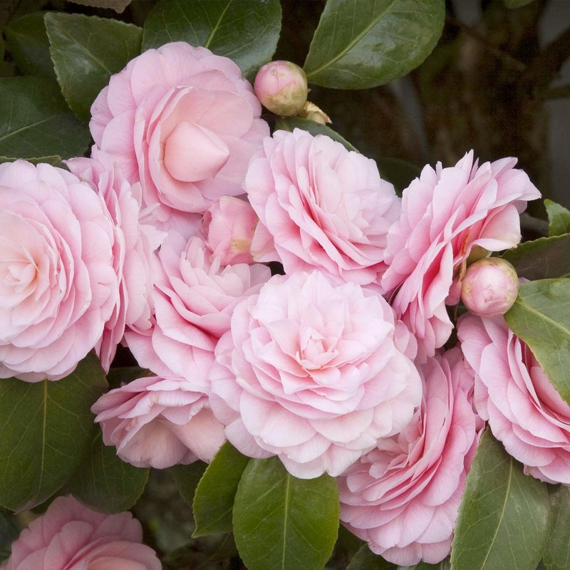 Camellia ‘Pearl Maxwell’ – Pearl Maxwell Camellia – 7 Gallon