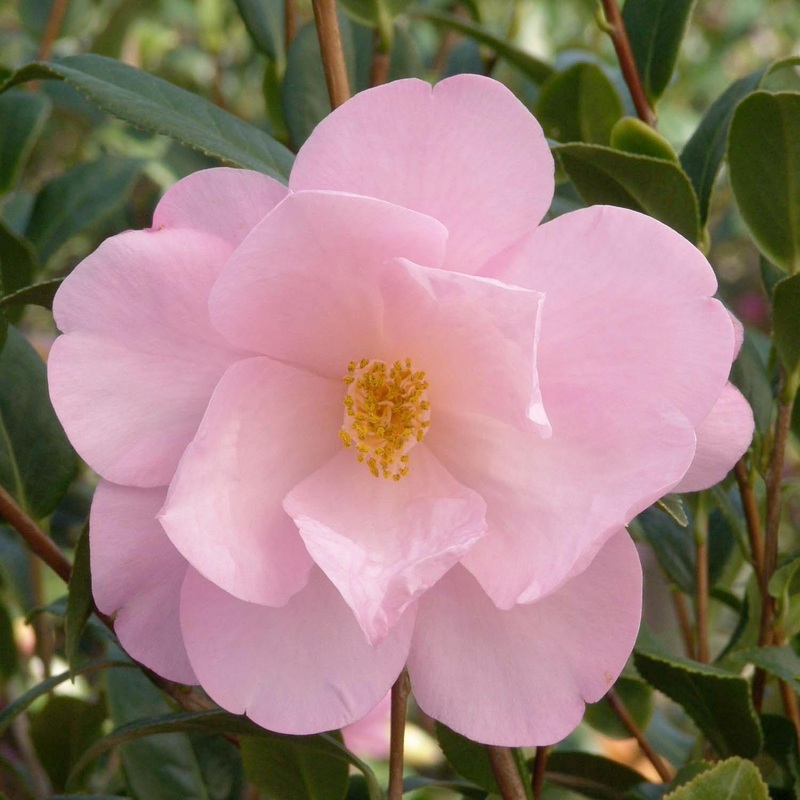 Camellia ‘Taylor’S Perfection’ – Taylor’s Perfection Camellia – 5 Gallon