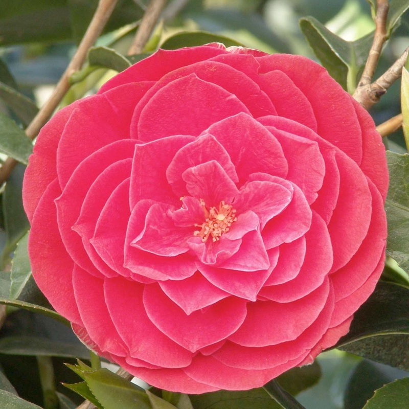 Camellia ‘Tom Knudsen’ – Tom Knudsen Camellia – 5 Gallon