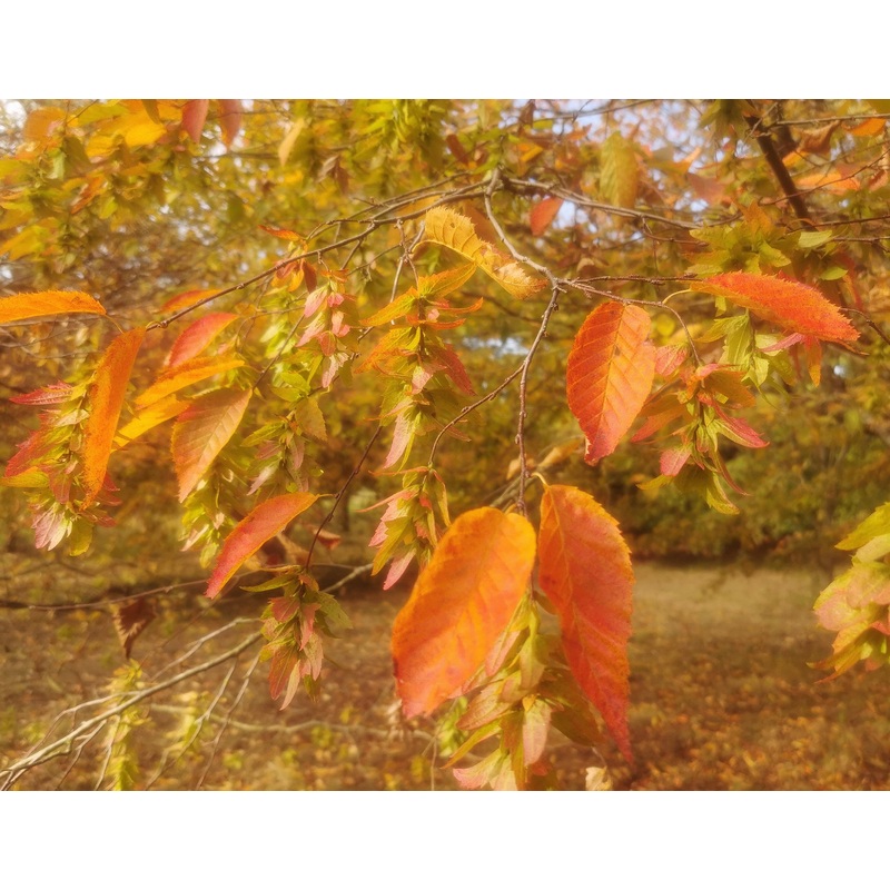 Carpinus caroliniana – American Hornbeam