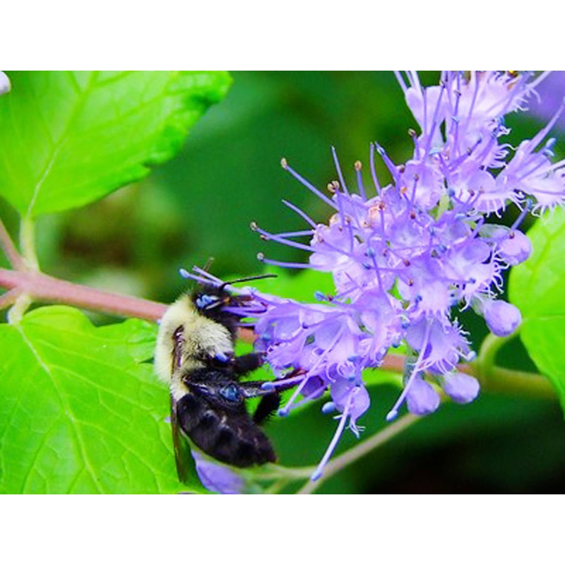 Caryopteris incana – Bluebeard
