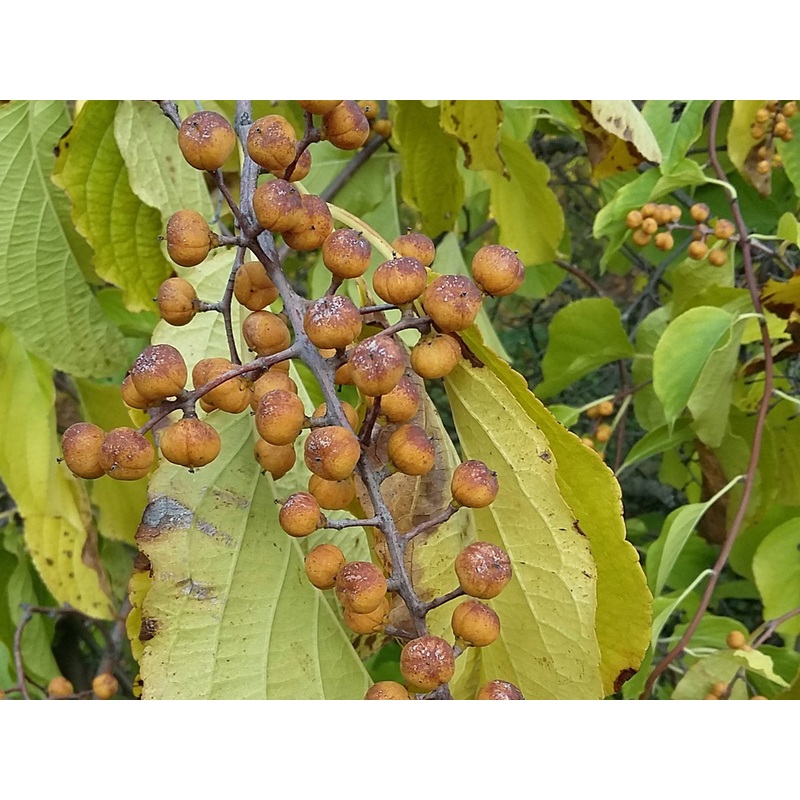 Celastrus angulatus  Chinese Staff Vine
