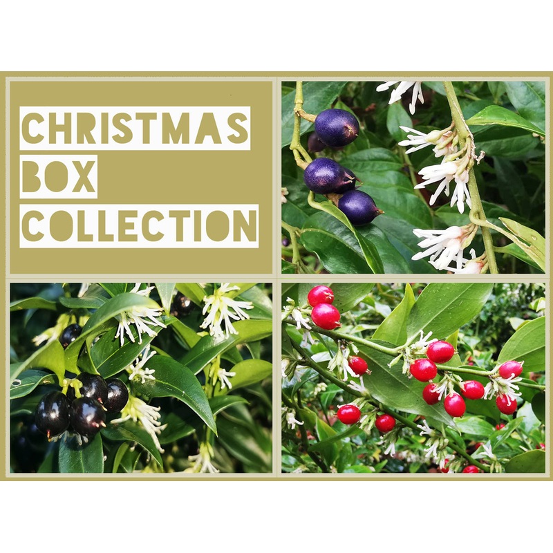 Christmas Box Collection