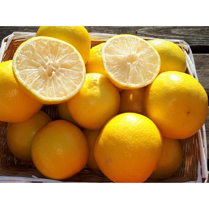 Citrus limetta – Sweet Lemon