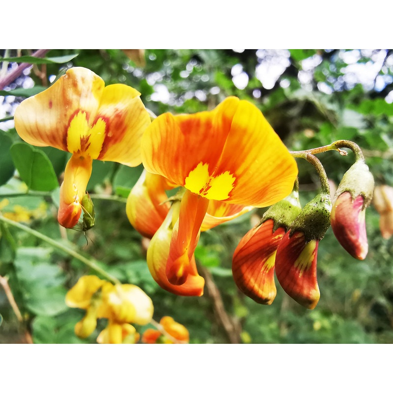 Colutea orientalis – Red-flowered Bladder Senna