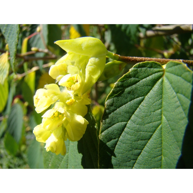 Corylopsis glabresc – Fragrant Winter Hazel