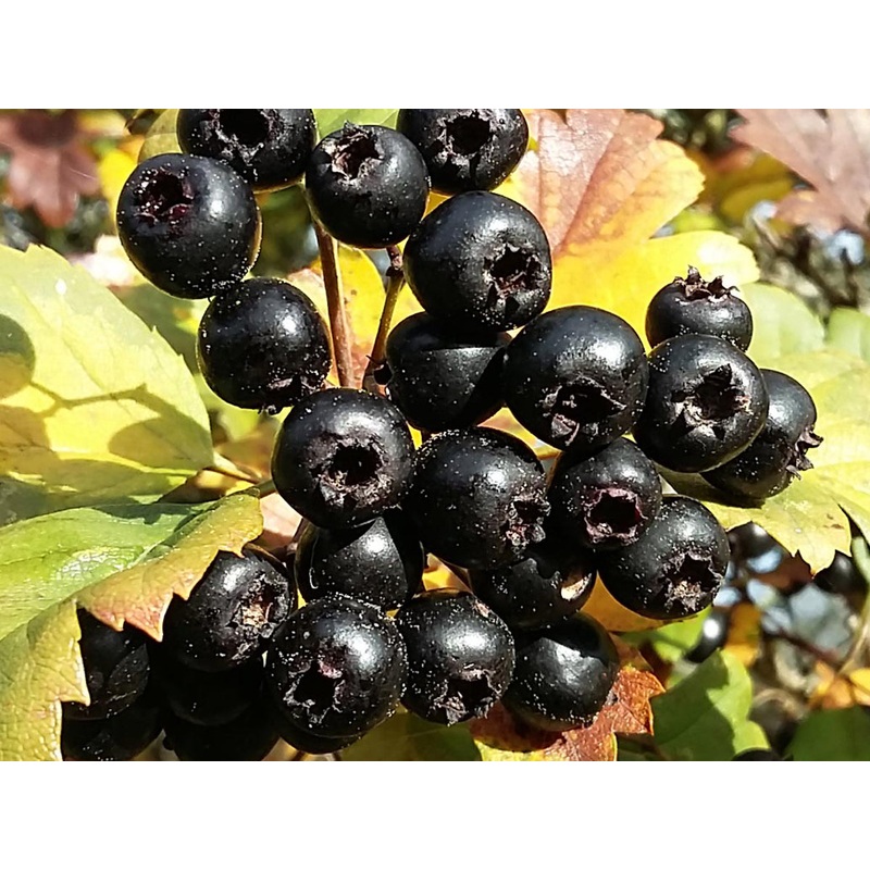 Crataegus nigra – Hungarian Black Hawthorn