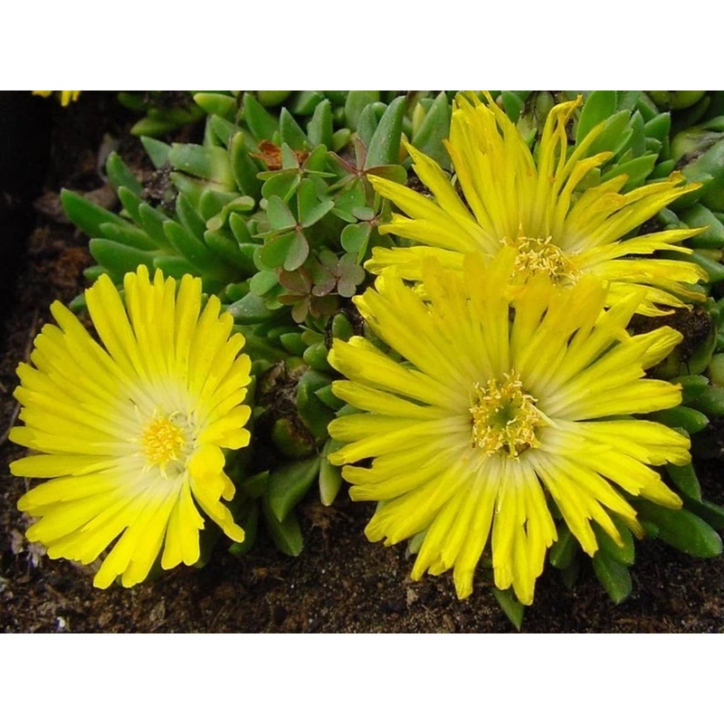 Delosperma congestum – Yellow Hardy Ice Plant