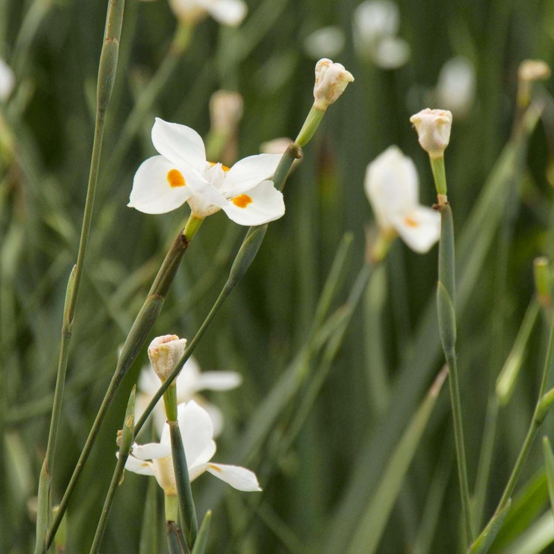 Dietes X ‘Nola Alba’ PP – Katrina African Iris – 1 Gallon