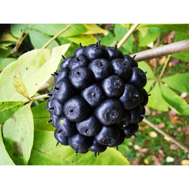 Eleutherococcus leucorrhizus – Thorny Ginseng
