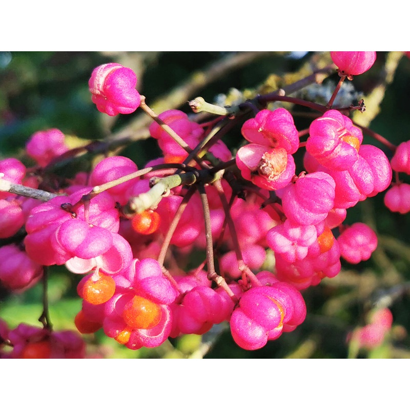 Euonymus europaeus – European Spindle