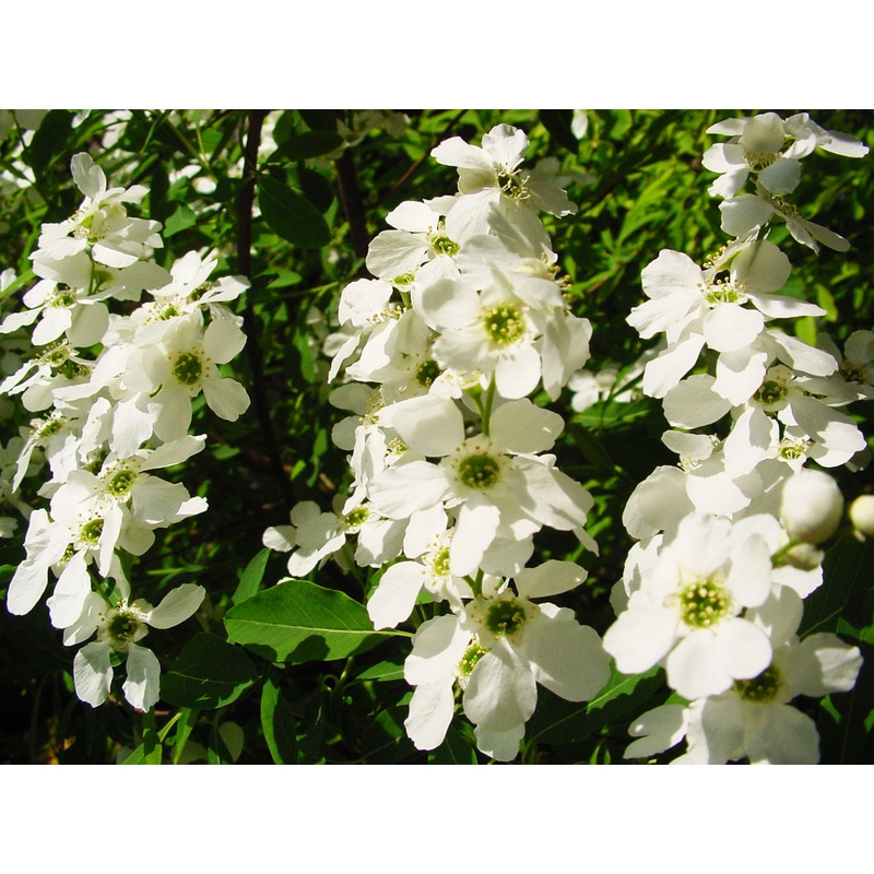 Exochorda korolkowii – Pearlbush
