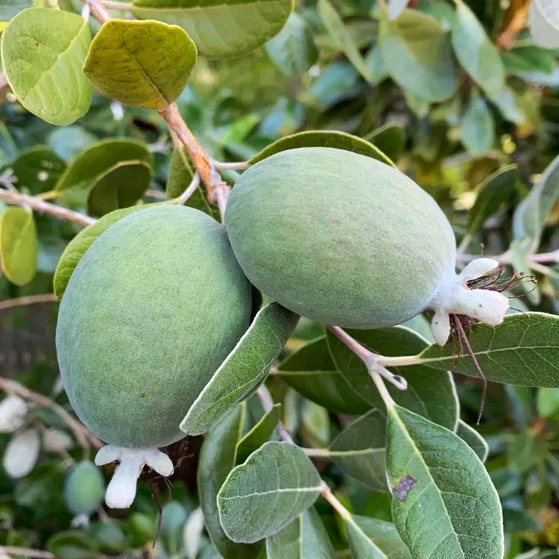 Feijoa sellowiana – Pineapple Guava – 5 Gallon