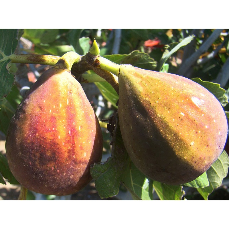 Ficus carica ‘Brunswick’ – Brunswick Fig
