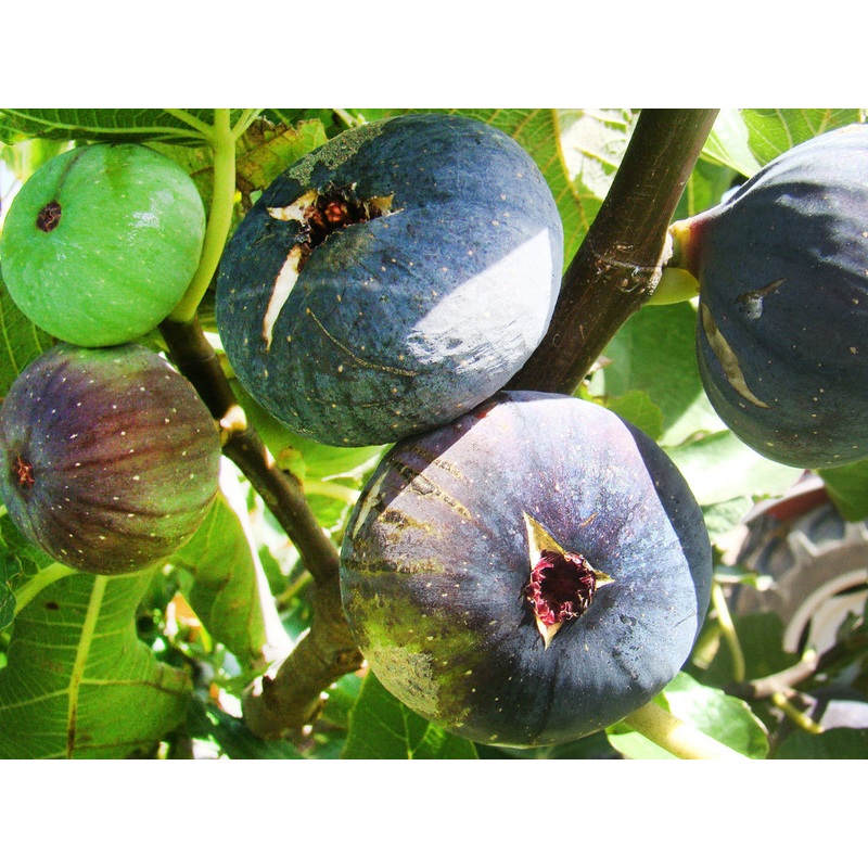 Ficus carica ‘Dauphine’ – Violette Dauphine Fig