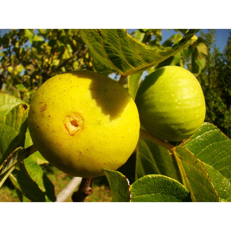 Ficus carica ‘Dottato’ – Common Fig Dottato