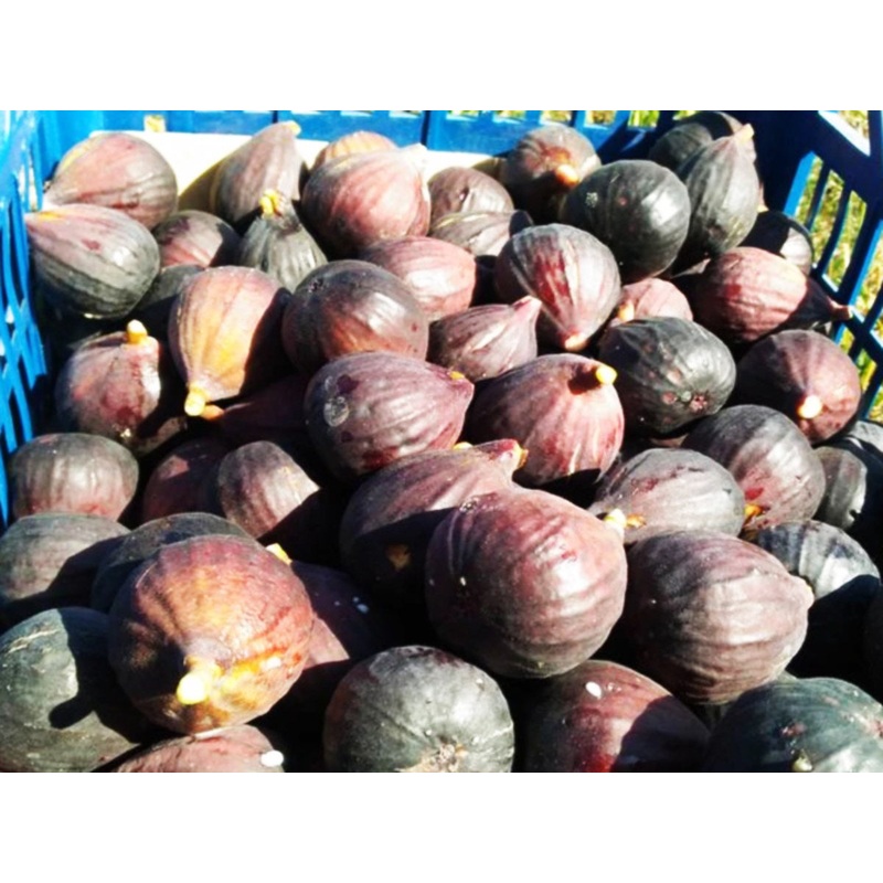 Ficus Carica – Fig Tree variety : Violet of Kutfej