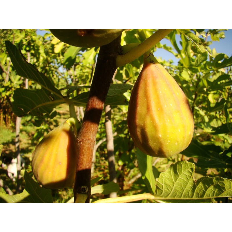 Ficus carica ‘Longue d’Aout’ – Banana Fig