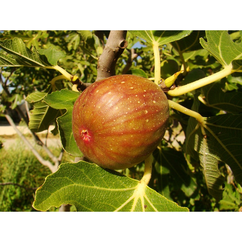 Ficus carica Madeleine des deux saisons  Brown Striped Fig