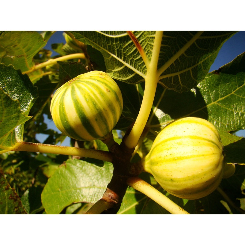 Ficus carica Panachee – Tiger Fig