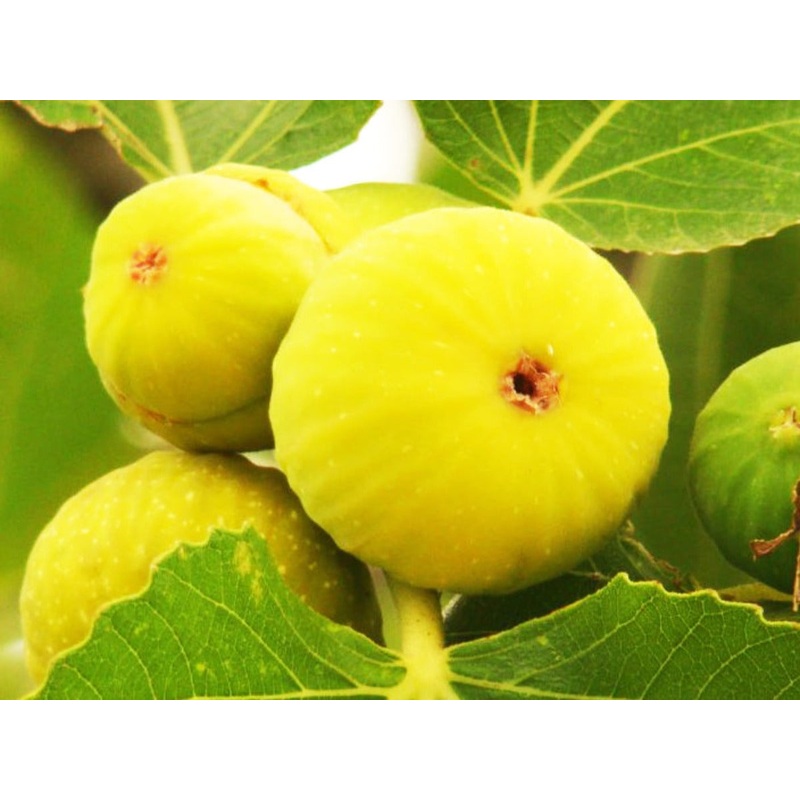 Ficus carica Pedro – Yellow Skin Fig