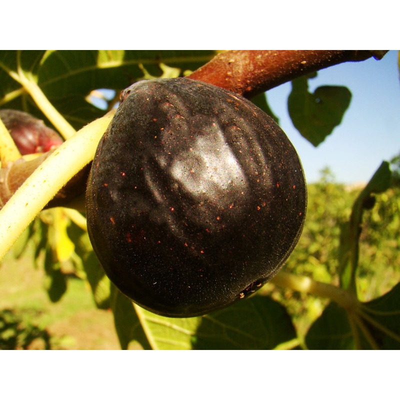Ficus carica Ronde de Bordeaux  Black Fig