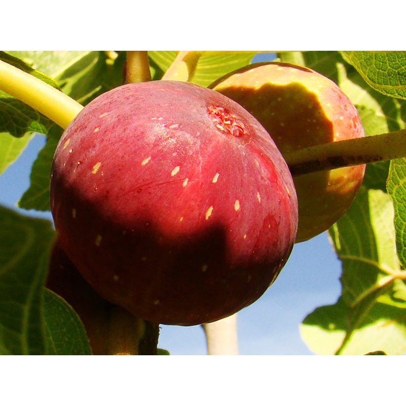 Ficus carica ‘Rouge de Market’ – Red Fig