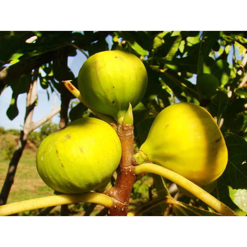 Ficus carica ‘Rovinj’ – Lime Green Fig (may be cut back and leafless, ready to branch out)