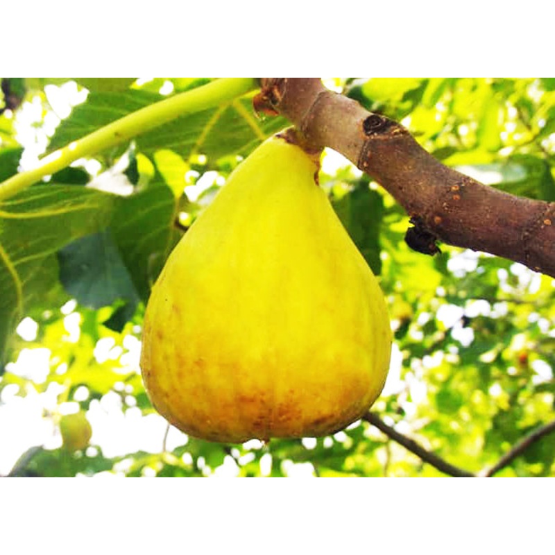 Ficus carica Yellow Giant – Fig Tree Yellow Giant