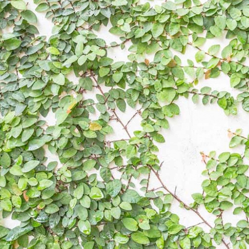 Ficus pumila – Creeping Fig – 1 Gallon