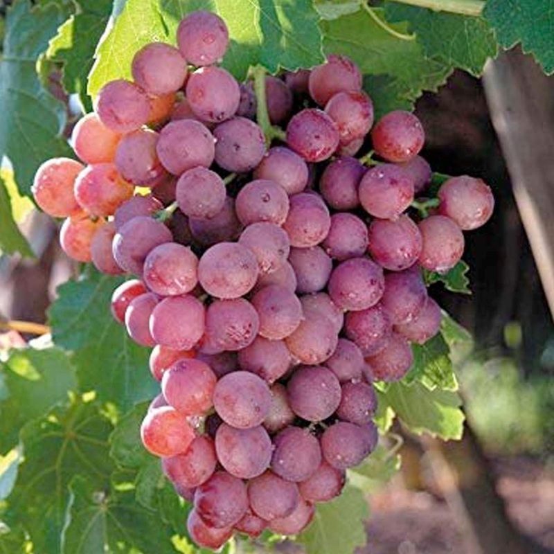 Flame Seedless Grape – 1 Gallon