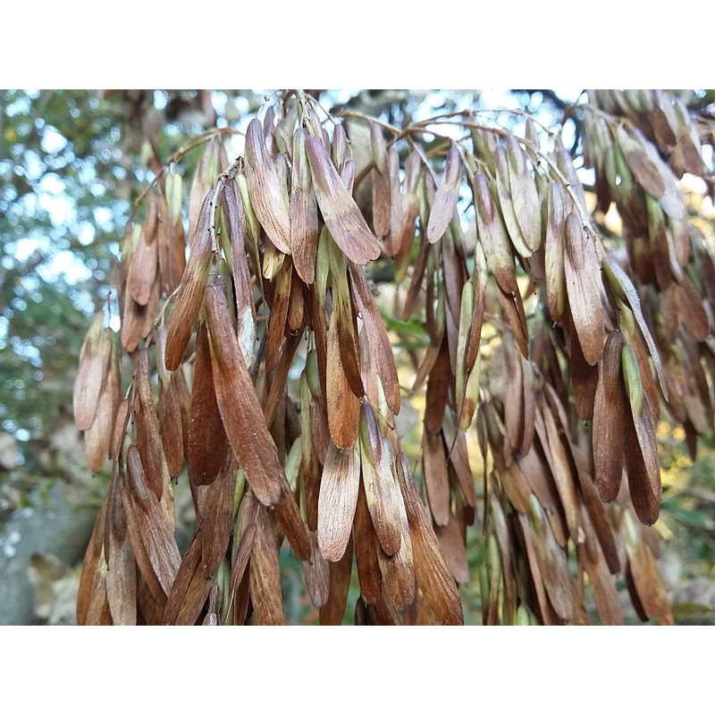 Fraxinus bungeana  Bunge Ash
