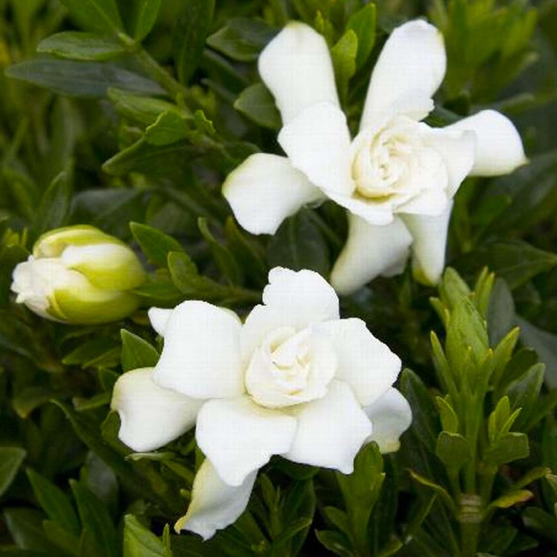 Gardenia Radicans – Dwarf Gardenia – 5 Gallon