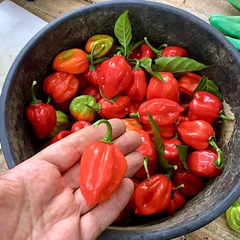 Habanero Red – 4 Pot