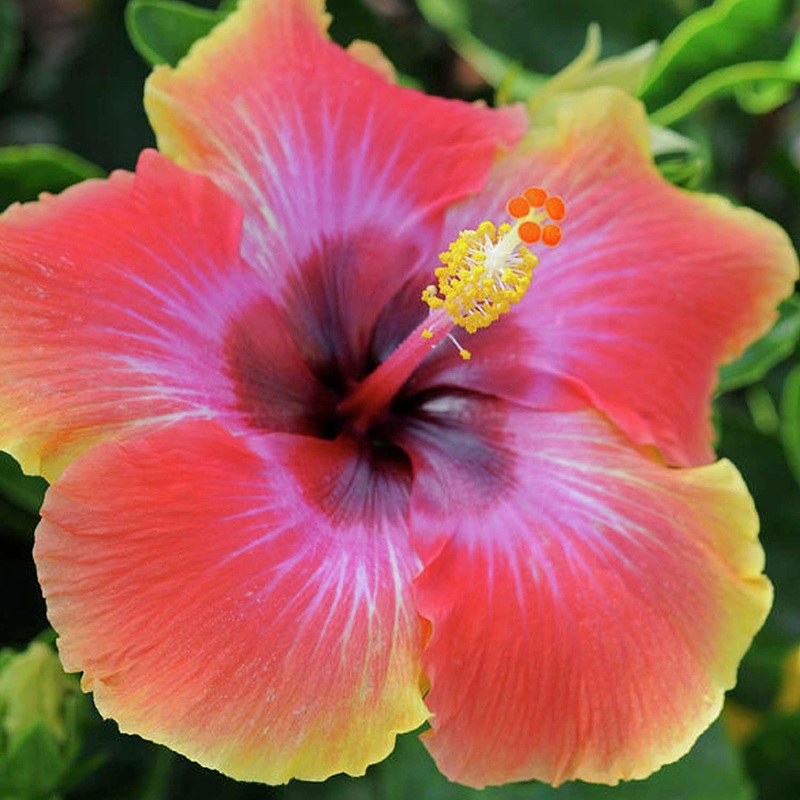 Hibiscus rosa-s. ‘Fiesta – Fiesta – Fiesta Hibiscus – 1 Gallon