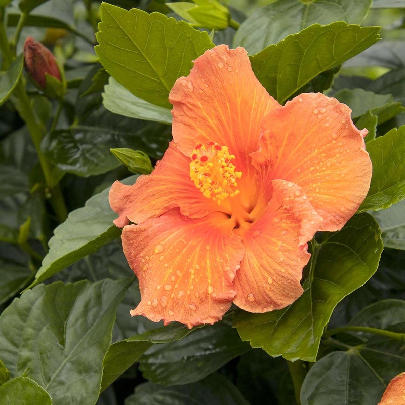 Hibiscus rosa-s. ‘Jazzy Jewel Amber’ PPAF – Jazzy Jewel Amber Hibiscus – 2 Gall