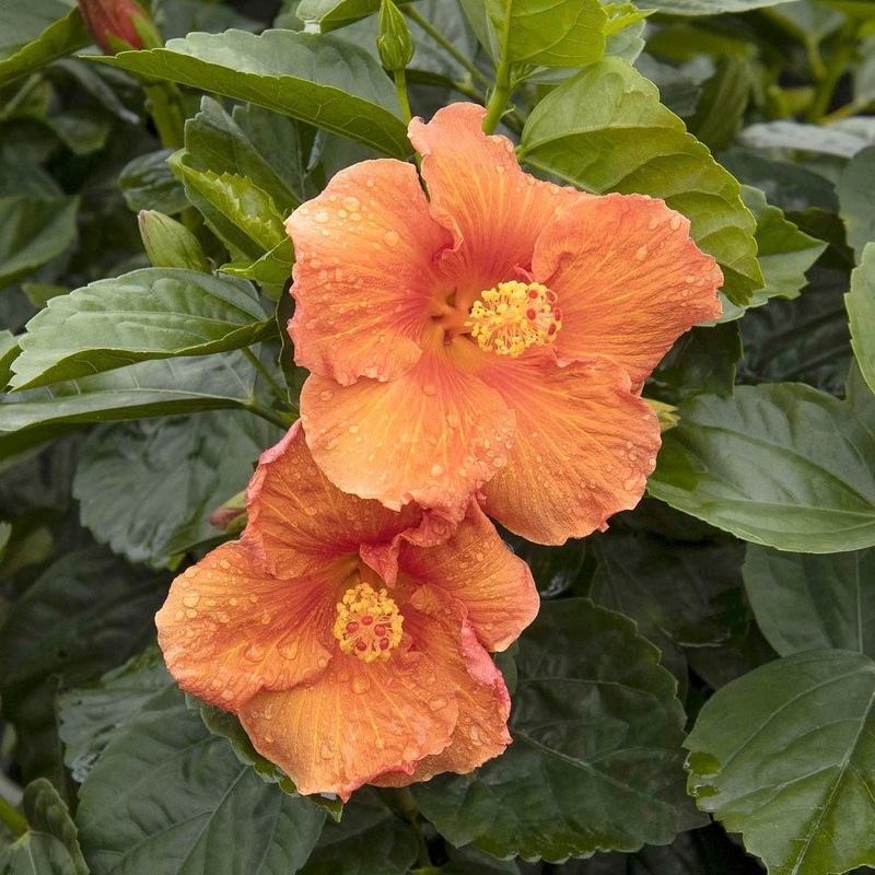 Hibiscus rosa-s. ‘Jazzy Jewel Amber’ PPAF – Jazzy Jewel Amber Hibiscus – 5 Gall