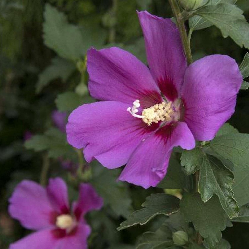 Hibiscus s. ‘Chateau Ambroise’ PP – Chateau Amboise Rose of Sharon – 2 Gallon
