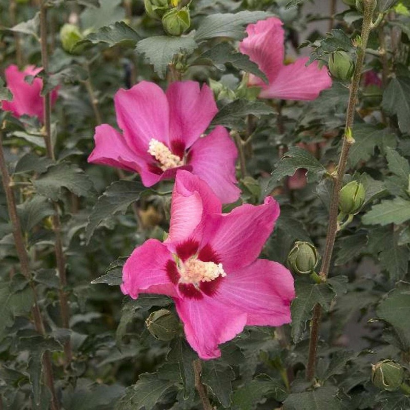 Hibiscus s. ‘Chateau Chambord’ PPAF – Chateau Chambord Rose of Sharon – 2 Gallo