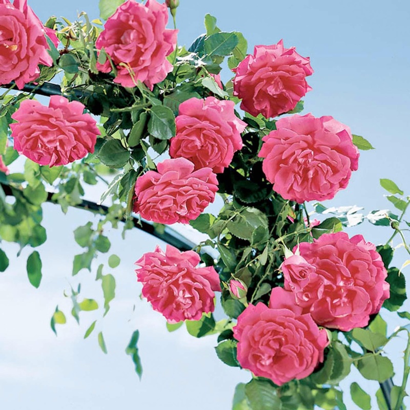 High Society – Espalier – 15 Gallon