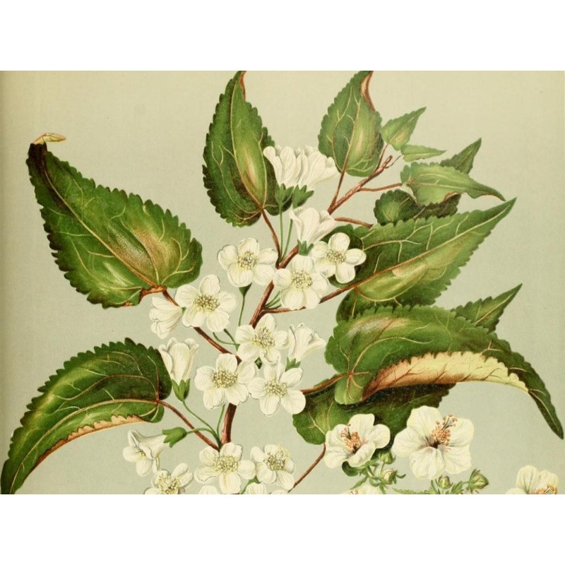 Hoheria lyallii – New Zealand Lacebark