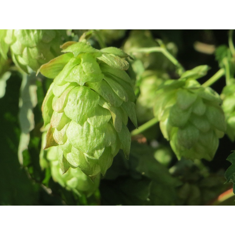 Humulus lupulus – Common Hop